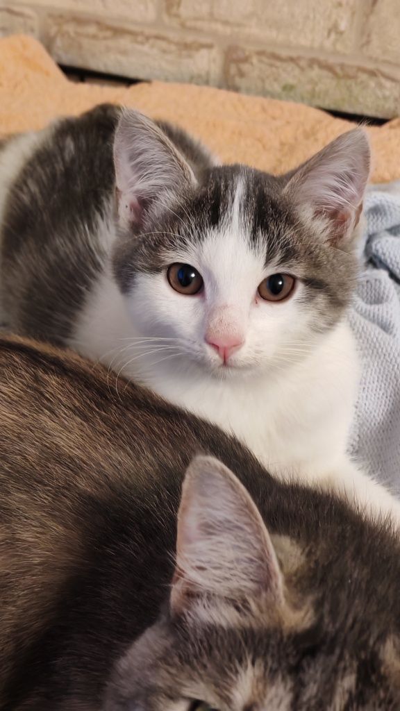 Котенок ищет семью 3-4мес