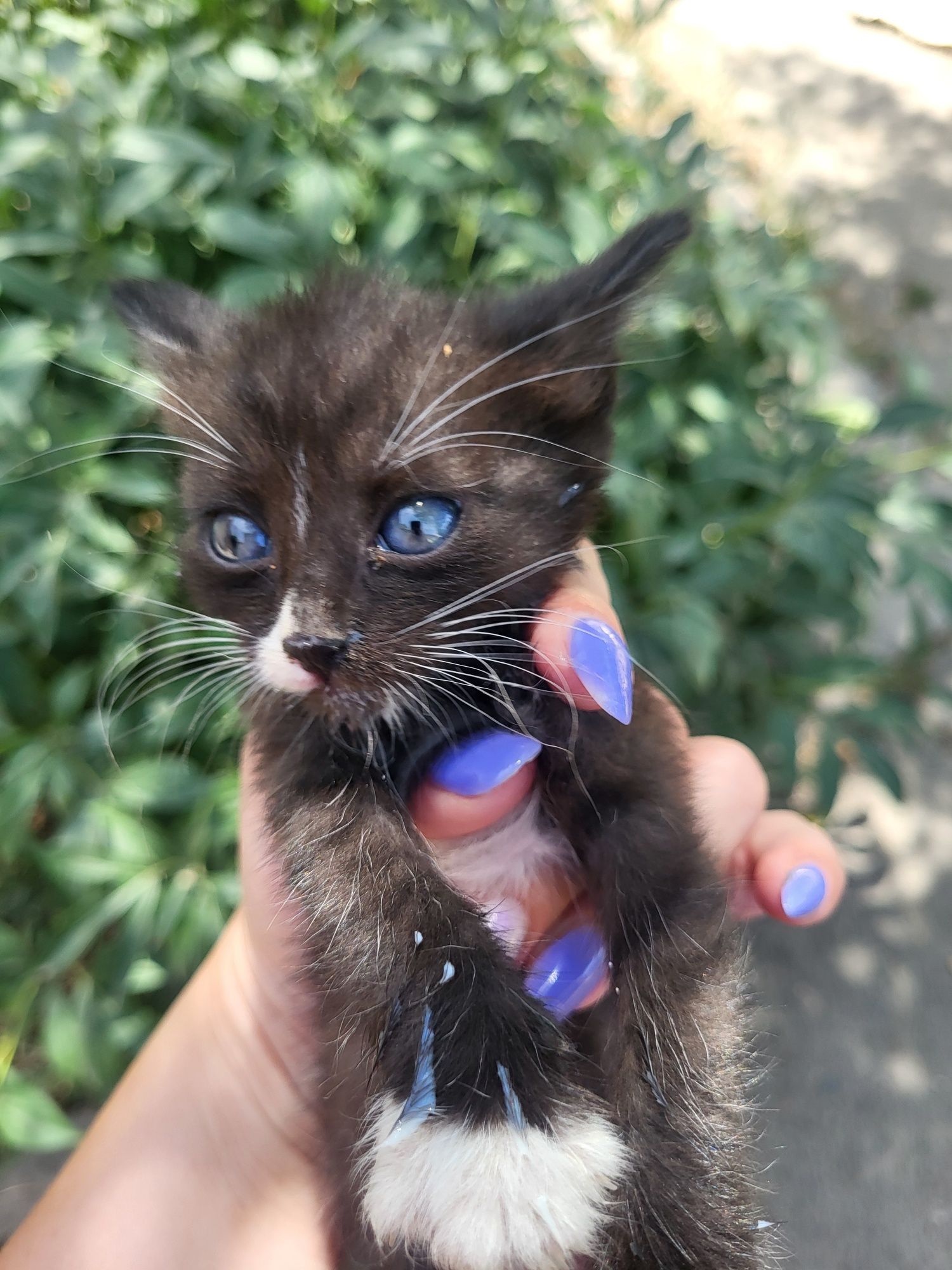 Котёнок девочка. Мкр.Алгабас