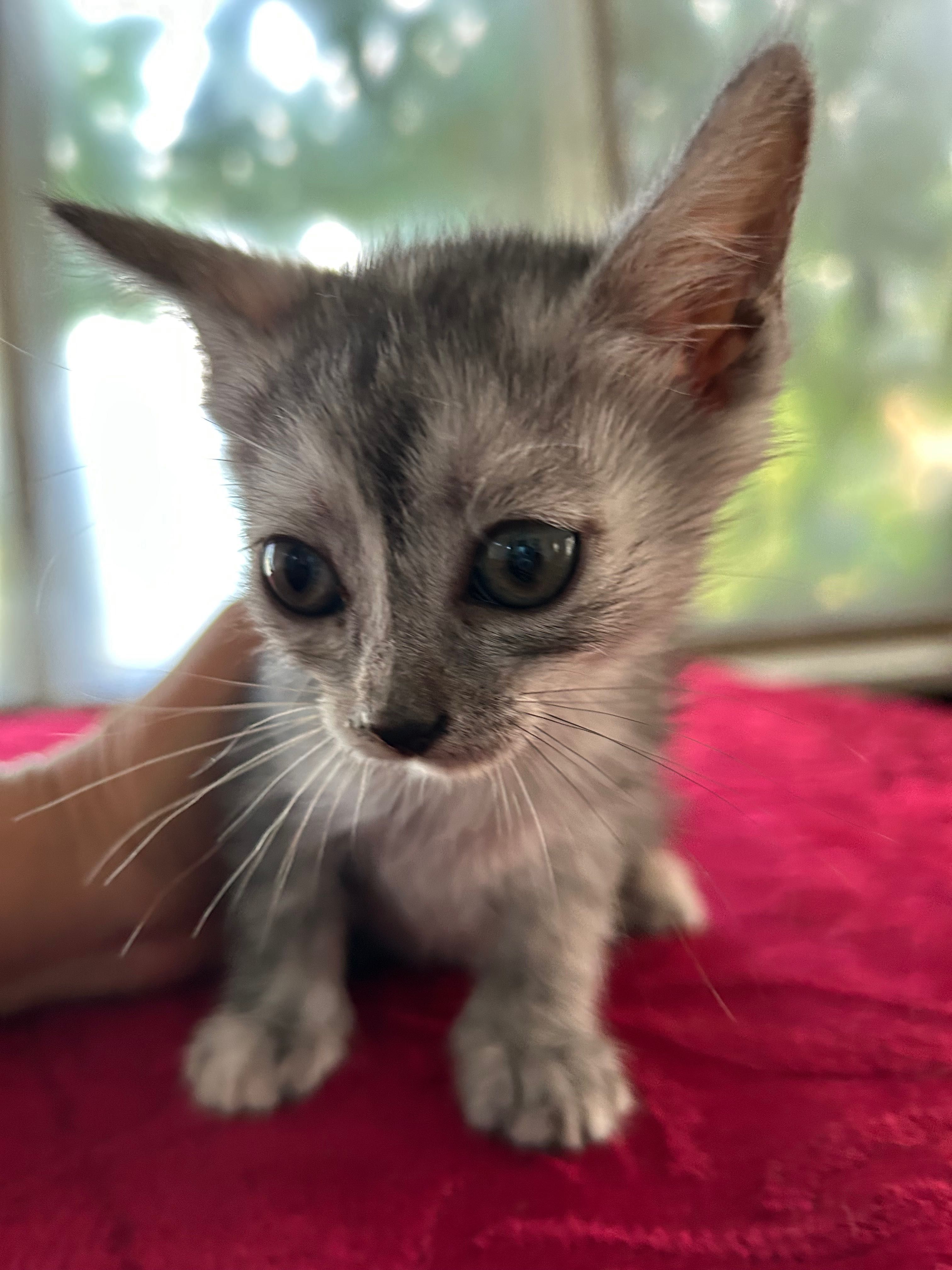 Котенок в добрые руки