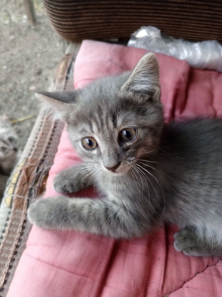 Отдам котят в хорошие добрые руки