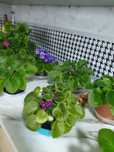 Продам цветы разных видов