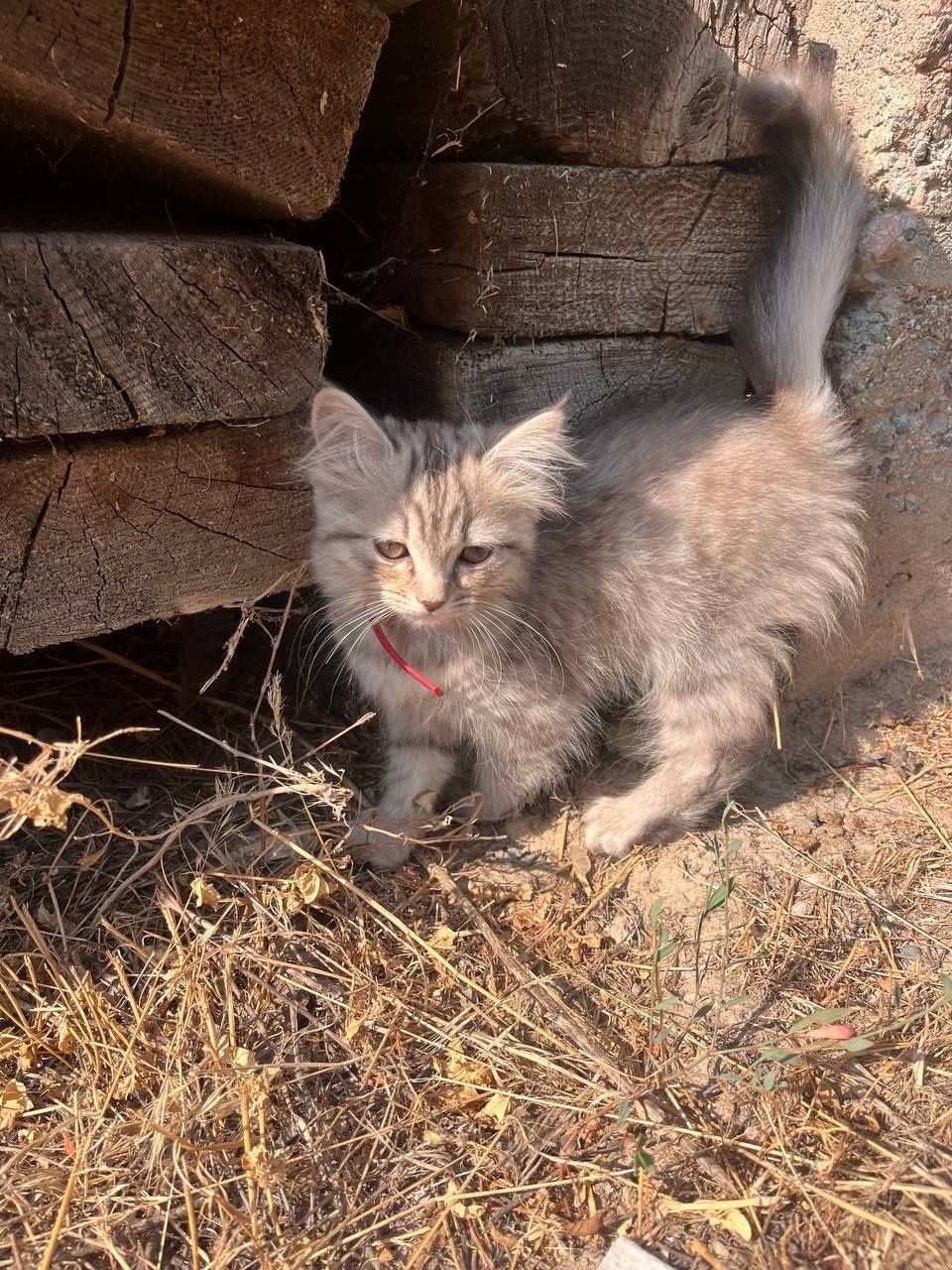 отдам котёнка девочку