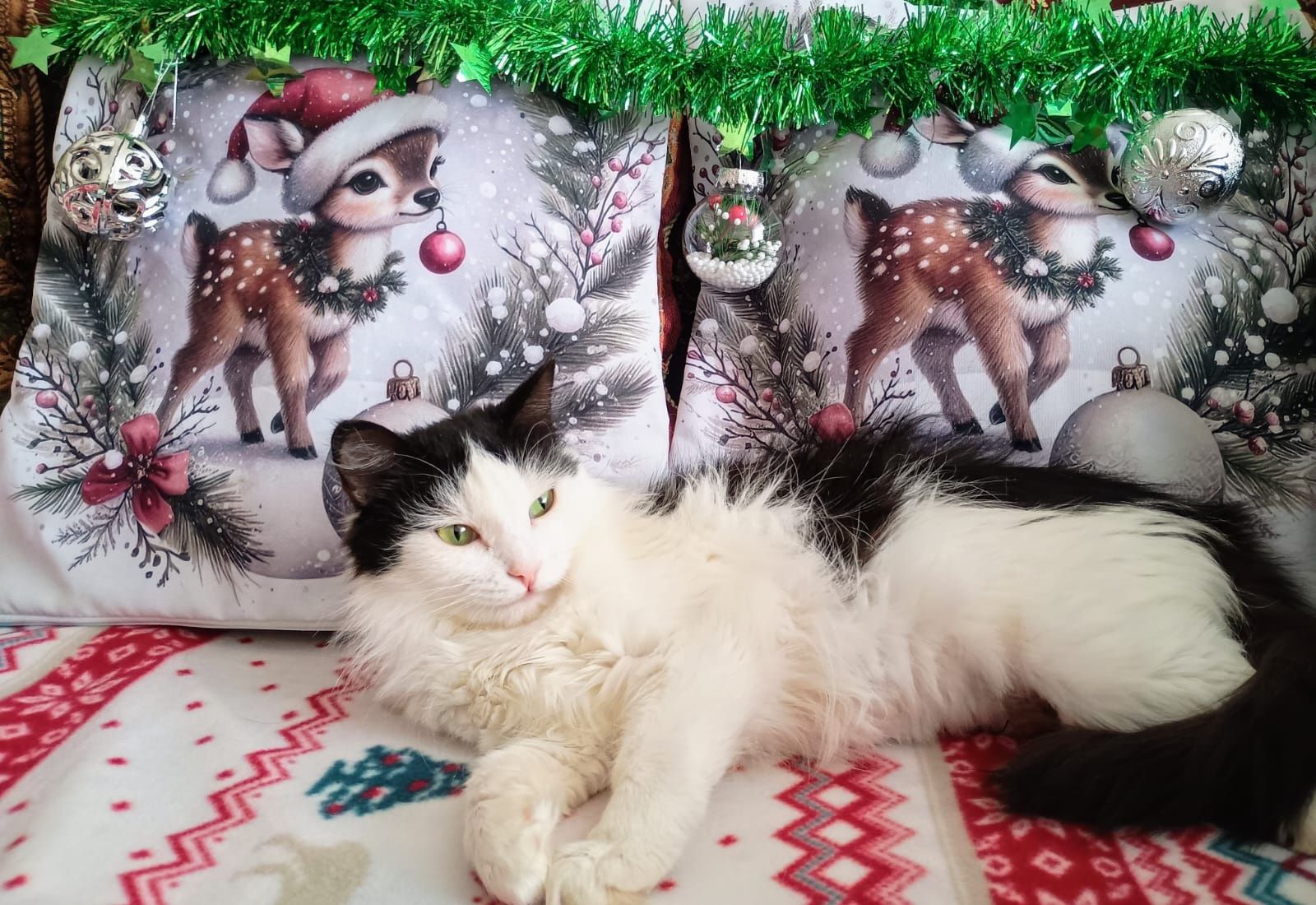 Кошечка ищет дом