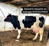 Продам корову голшт