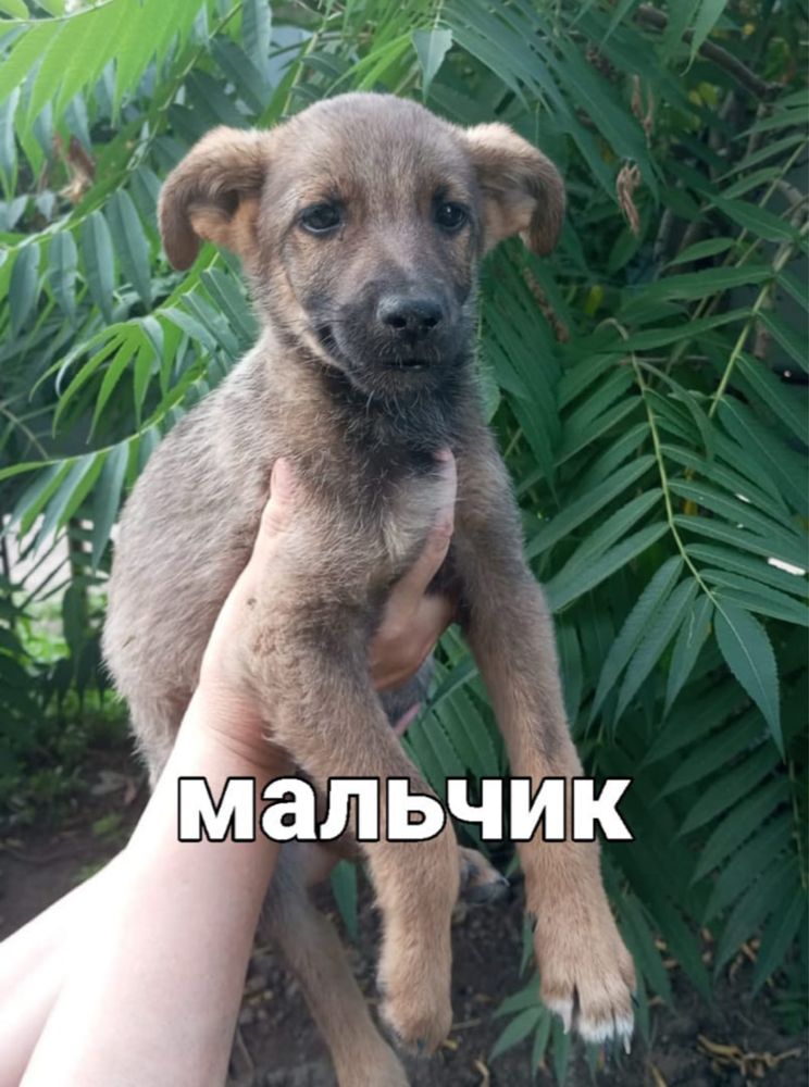 Щенки в добрые руки