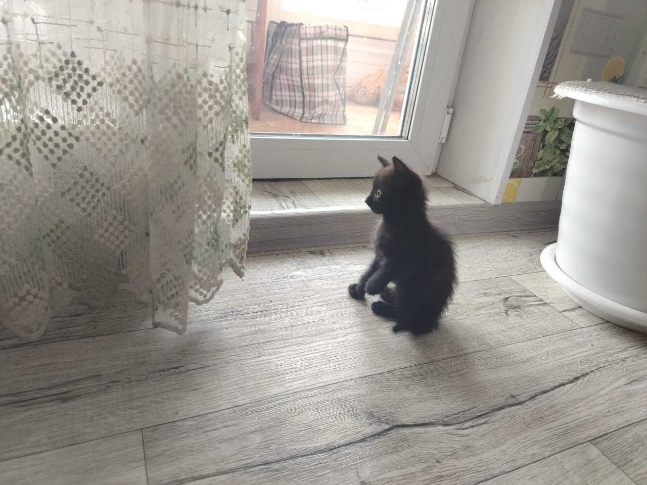 Отдам в хорошие руки котят! Девочки 2 месяца