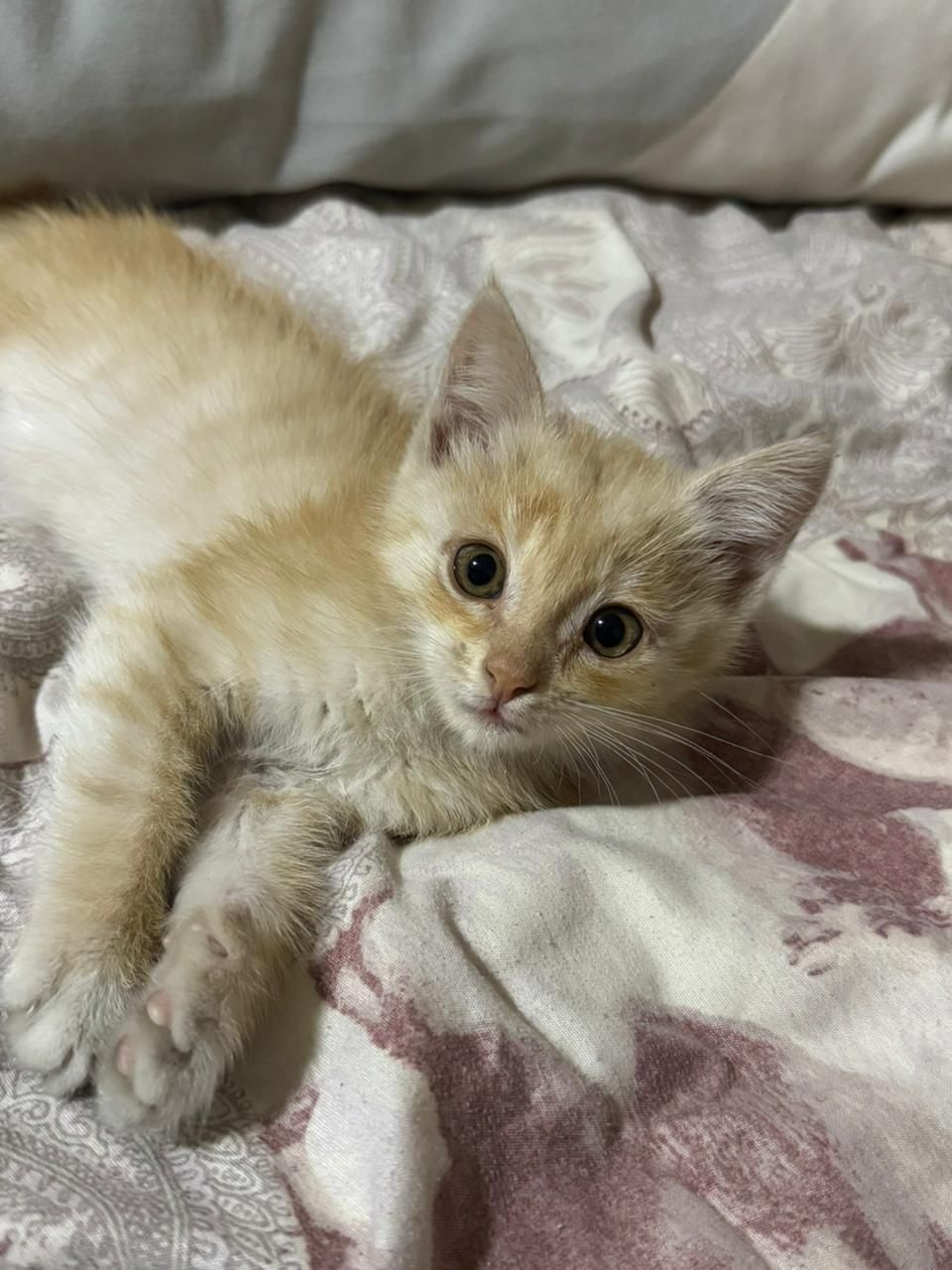 Продаю котенка мальчика