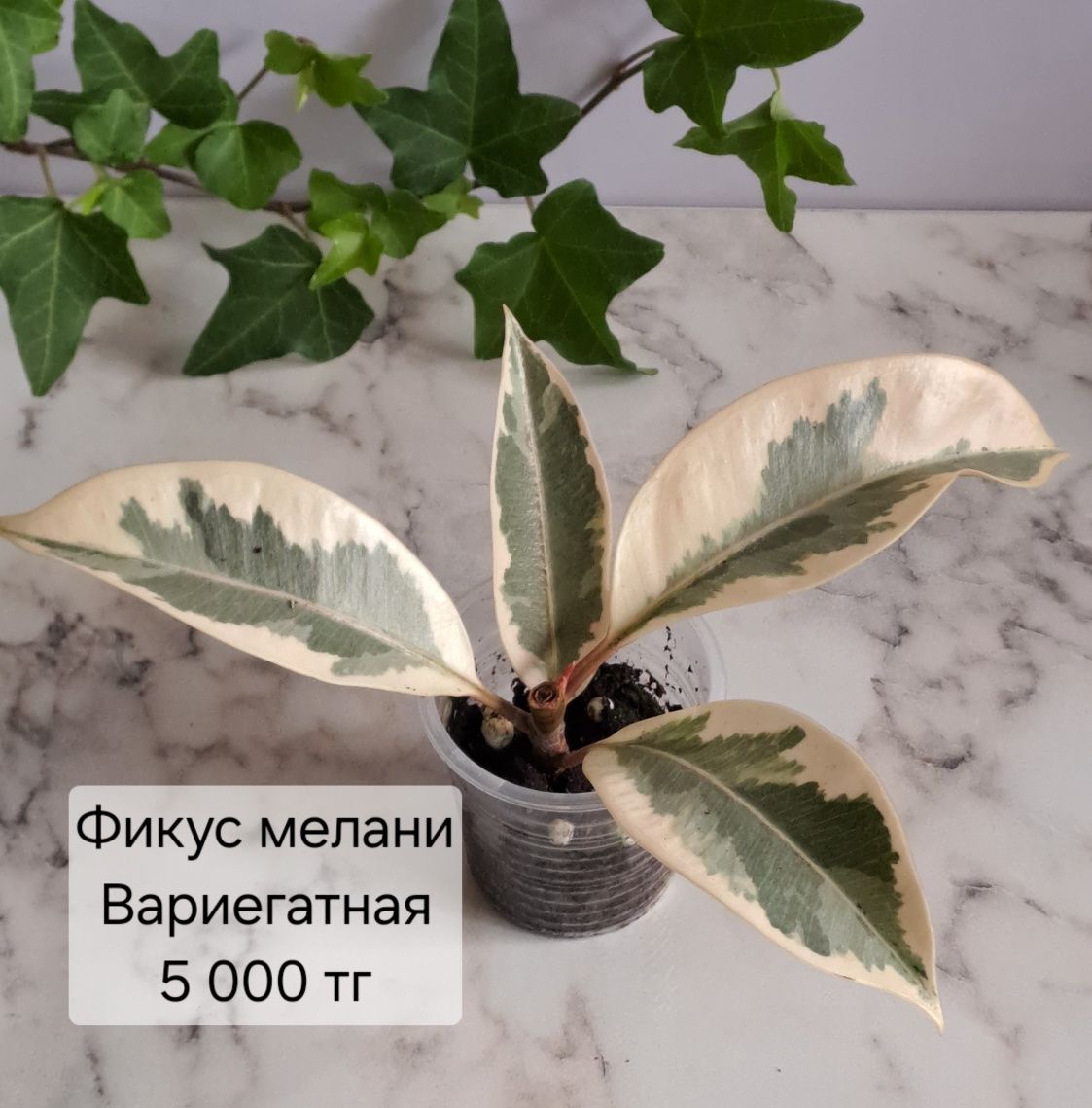 Фикус мелани вариегатный