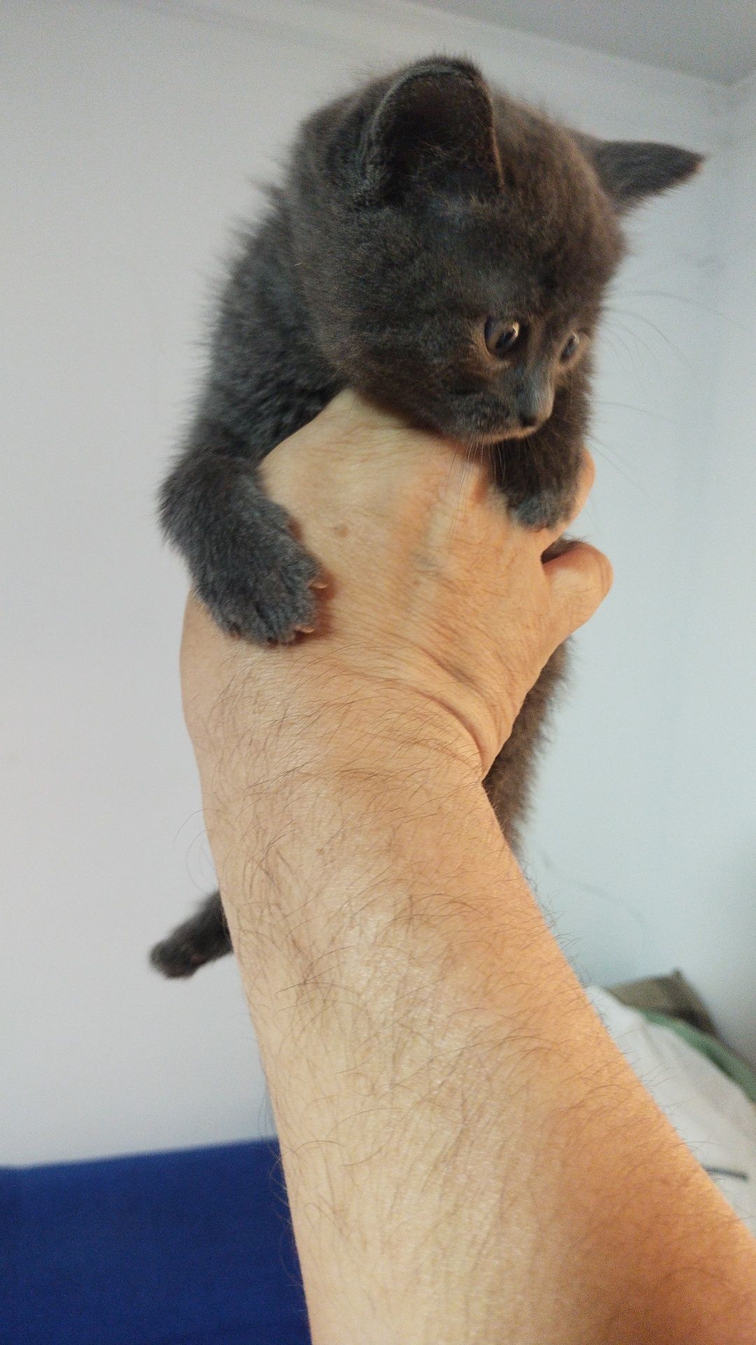 Кошка приучена к лотку. 3 штуки