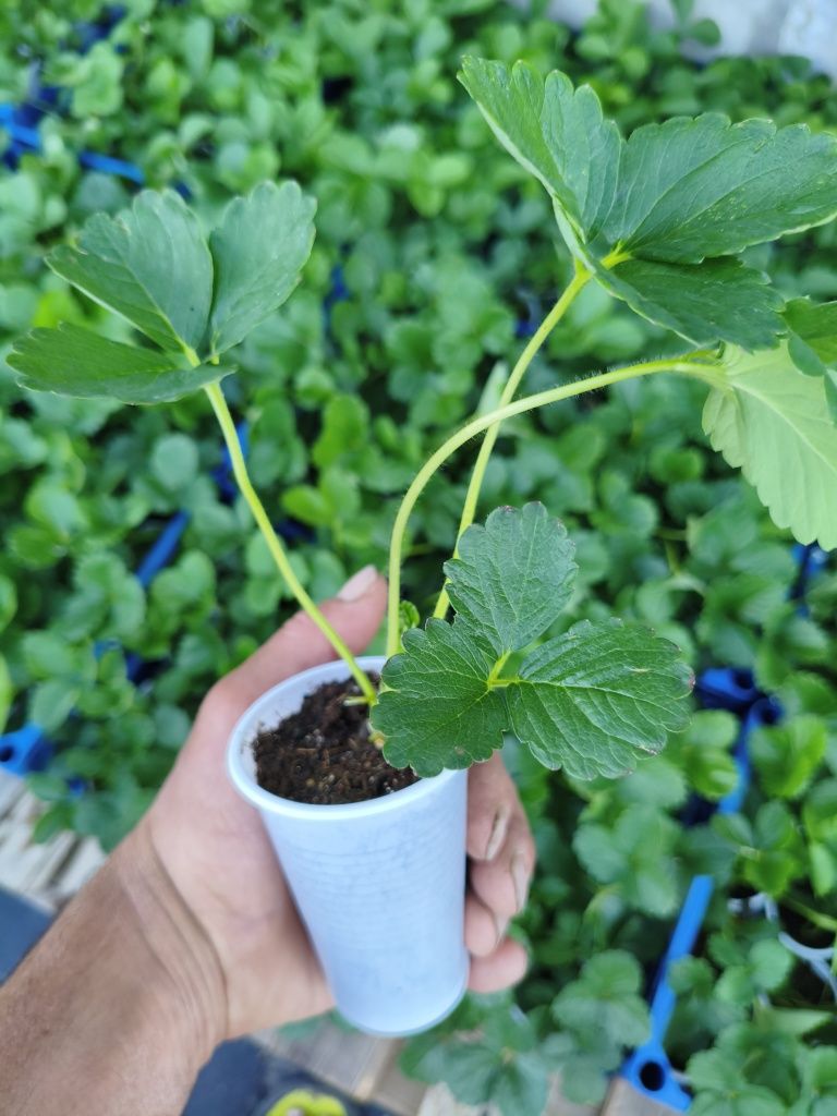 Продам саженцы многоразовой клубники , сорт мурано и сорт кабрилло
