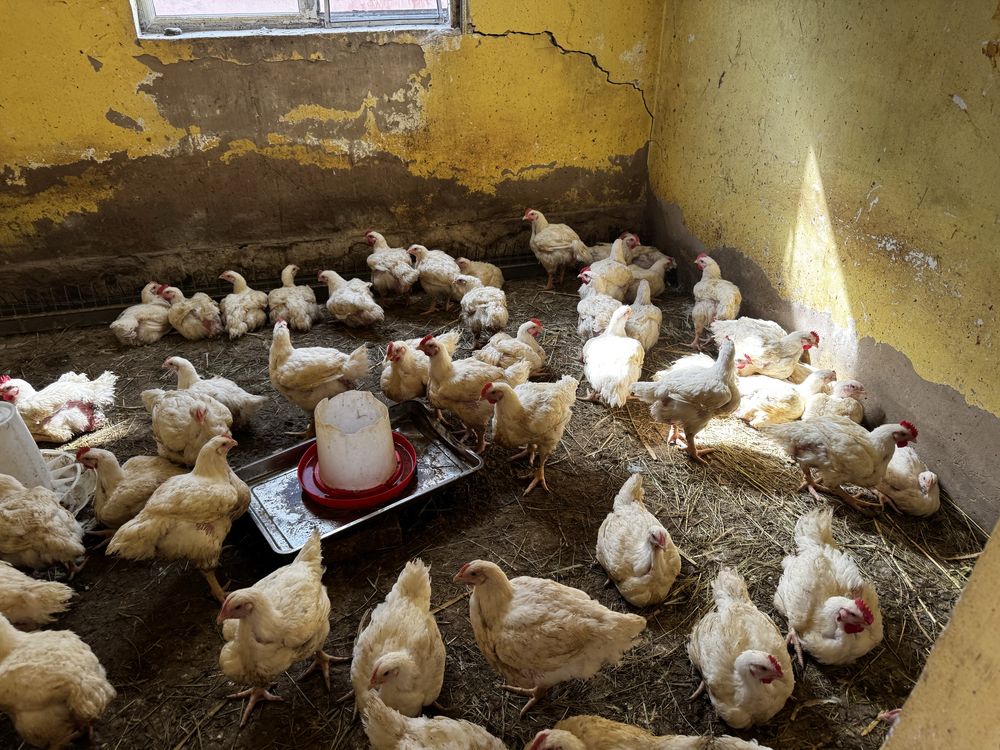 Продам фермерское мясо бройлера выращена на экологических кормах