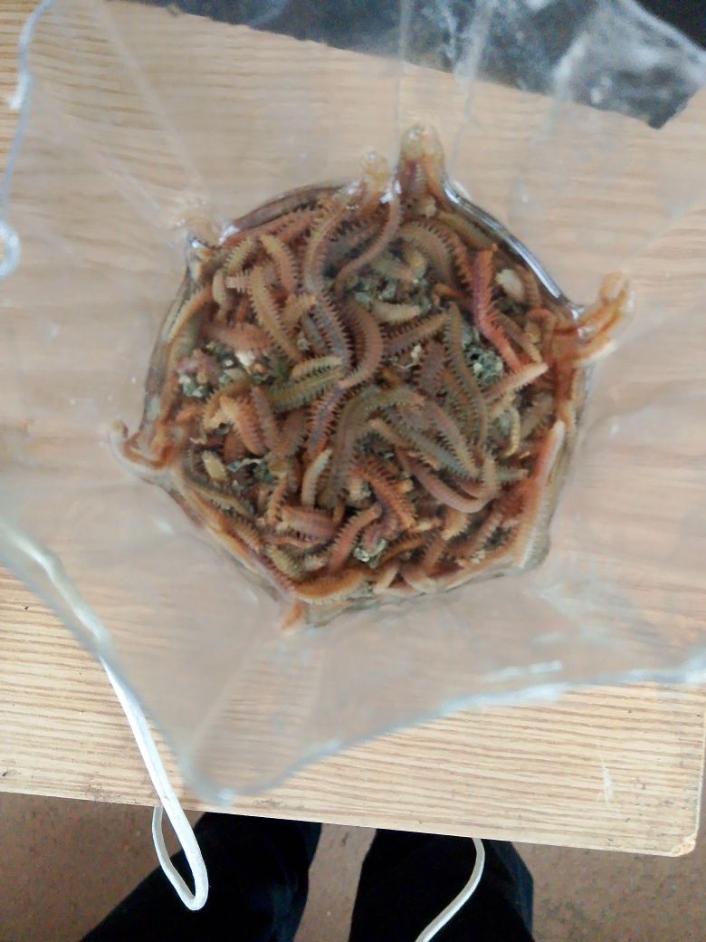 Черви крупные свежие