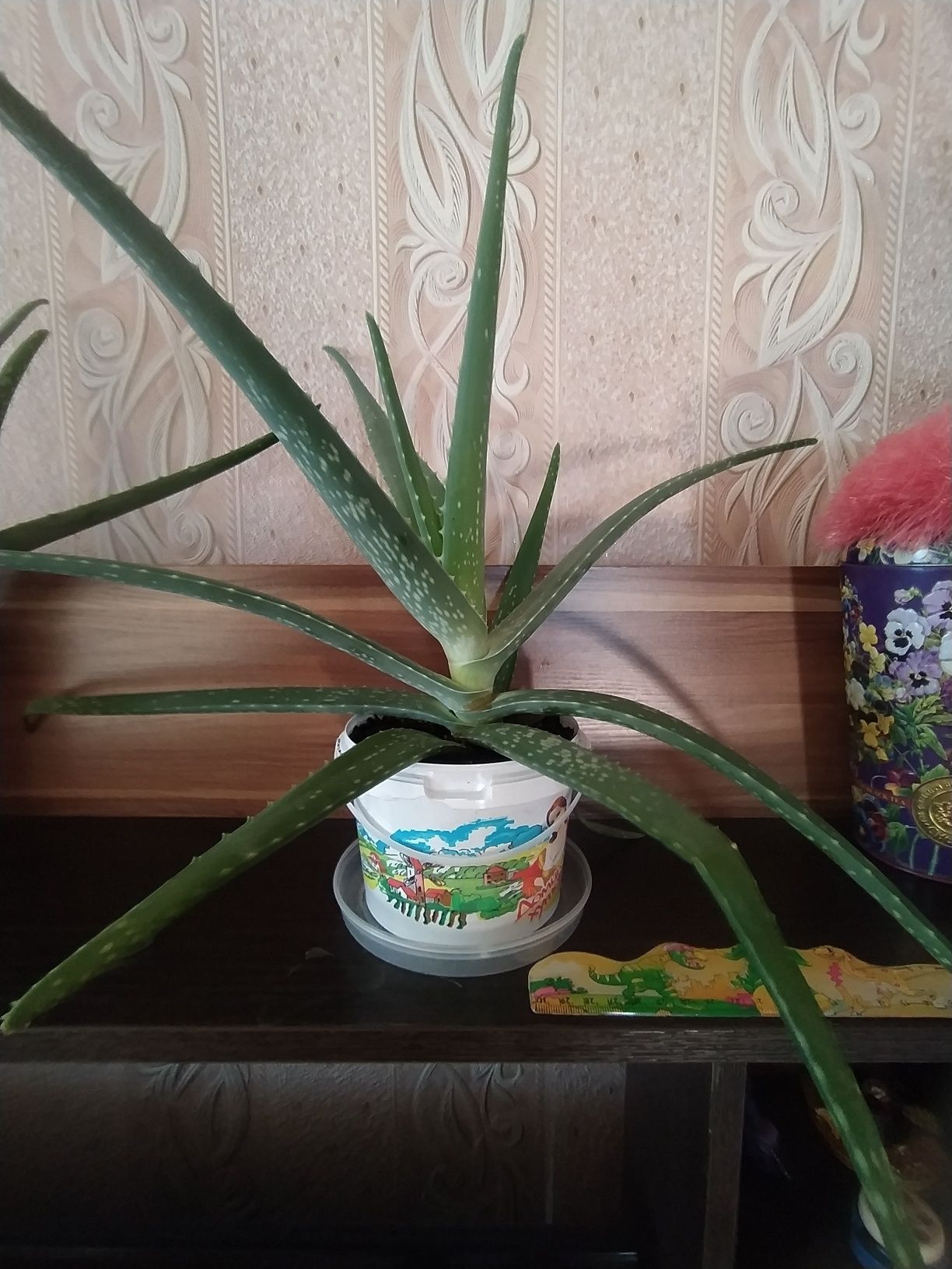 Лечебный цветок Алоэ