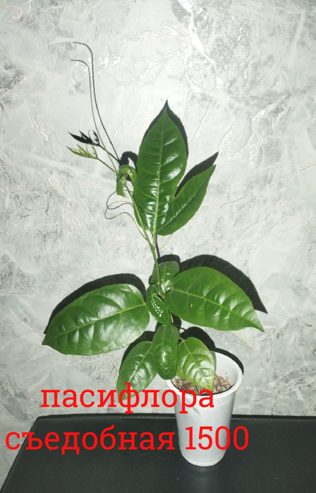 Цветы    комнатные