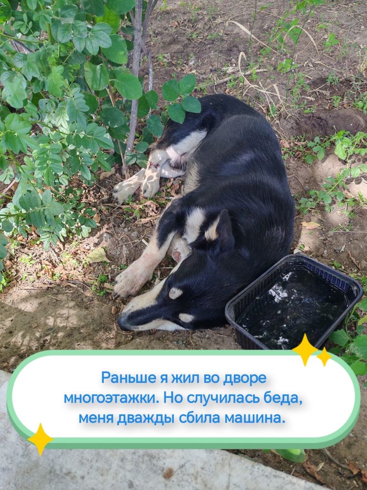 Щенок мальчик ищет дом