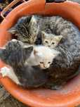 Кот и три котенок