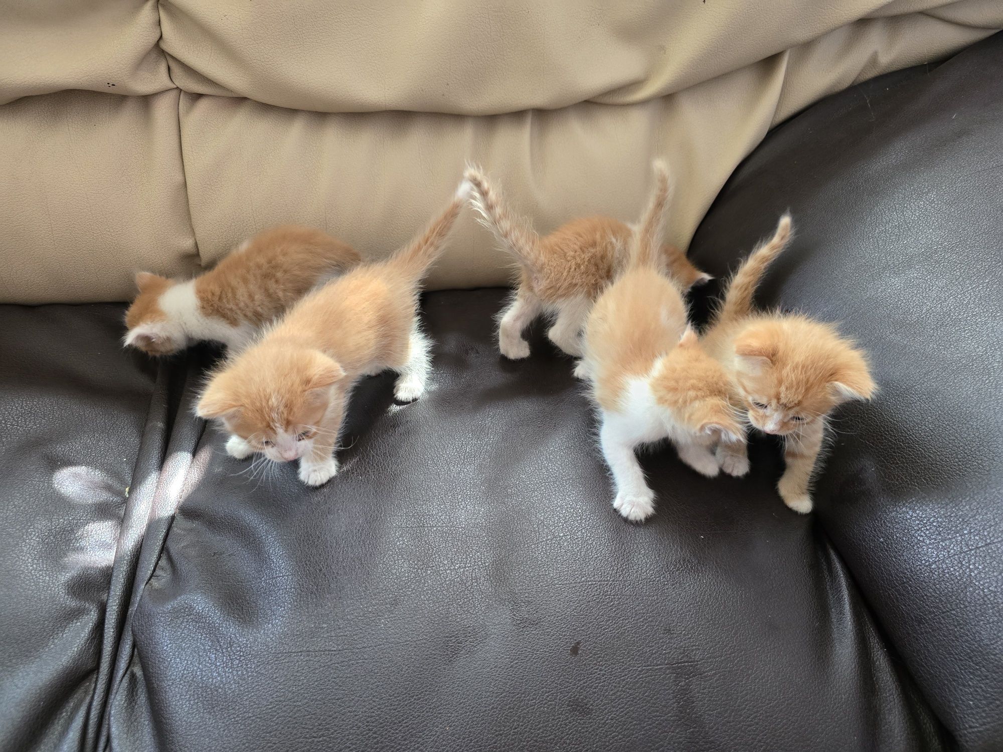 Котята бесплатно,  рыжики
