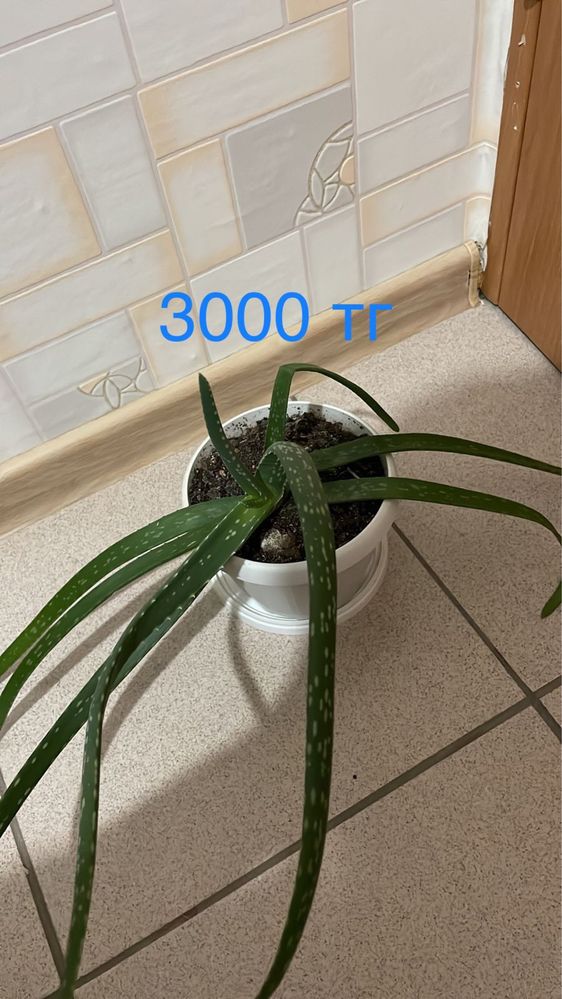 Продам Алое разные