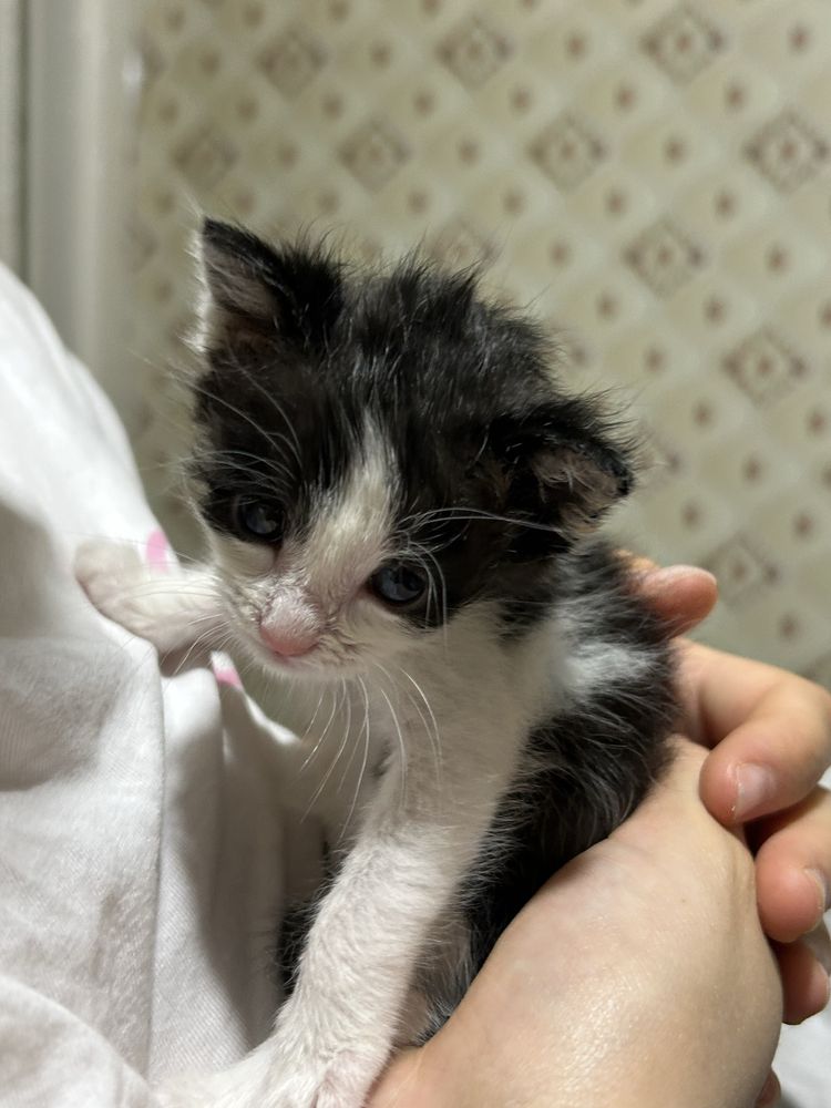 Котенок, В добрые руки !!!