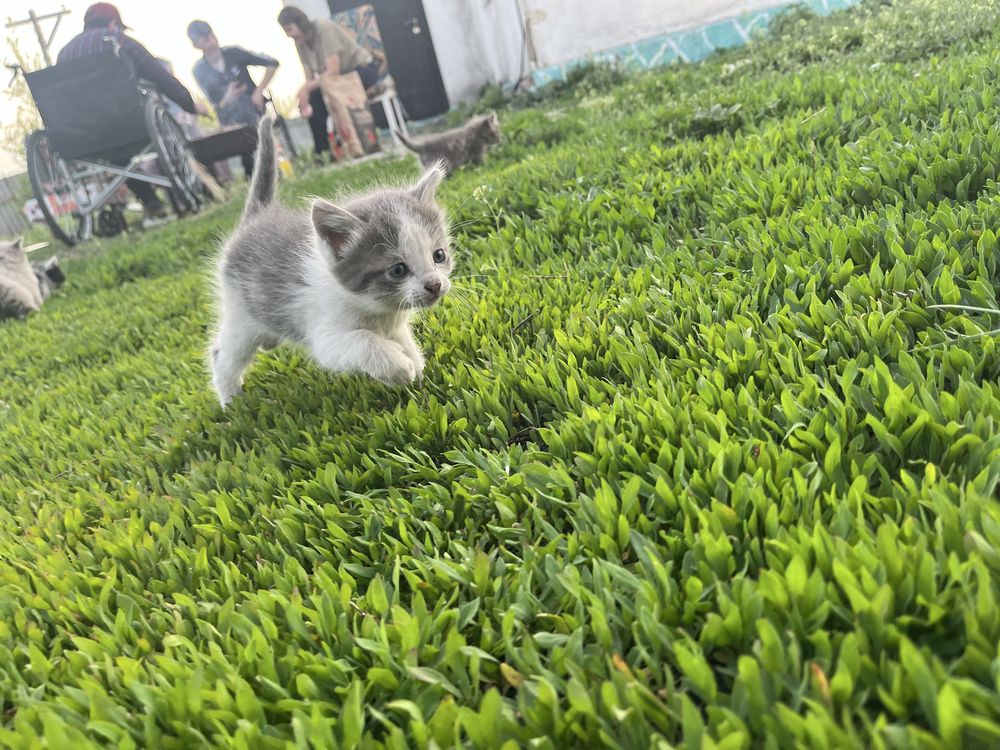 Котенок ищет добрую семью