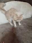 Хороший умный кот в хорошие руки