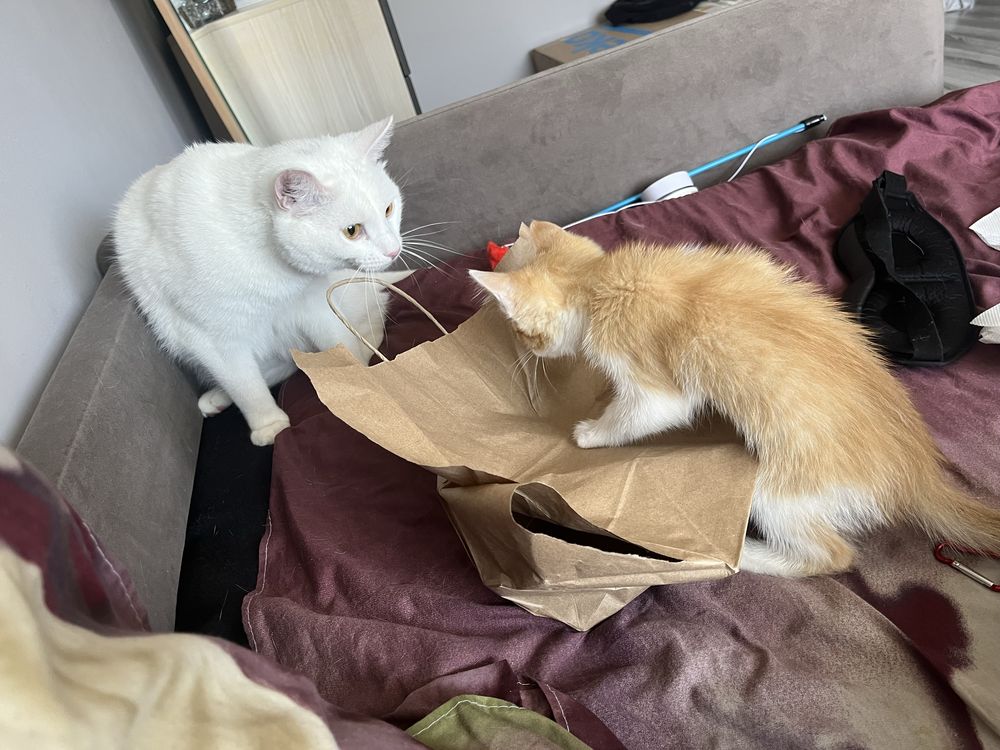 котёнок в добрые и ответственные руки