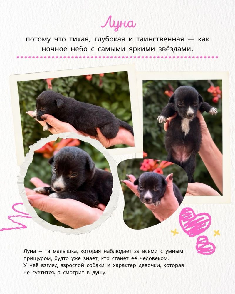 Щенки БЕСПЛАТНО в городе Алматы