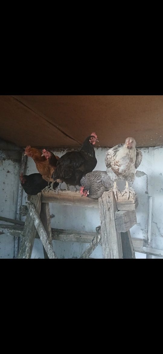 Продаётся куры цветные домашние