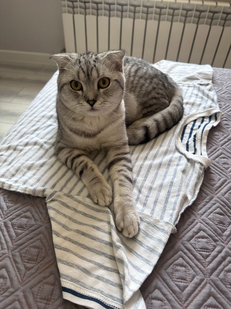 Кошку отдам в добрые руки