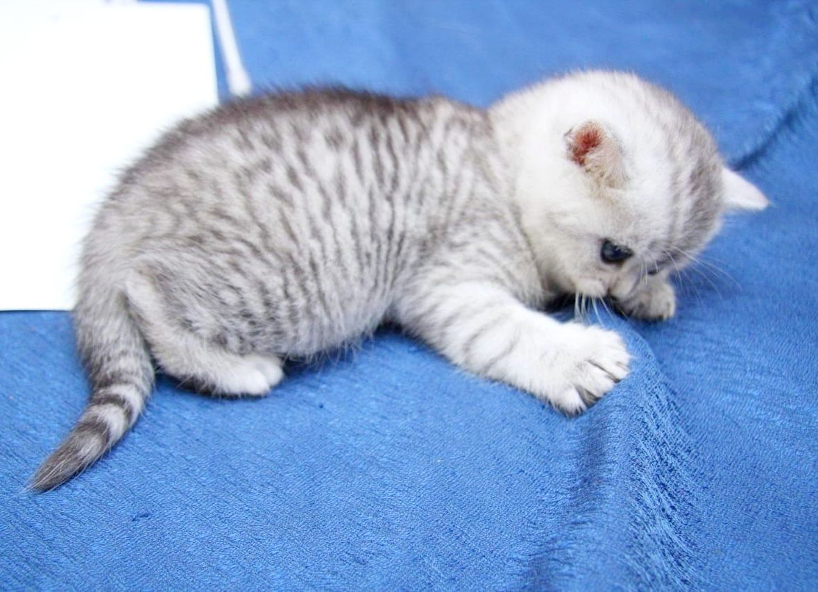 Шотландские котята
