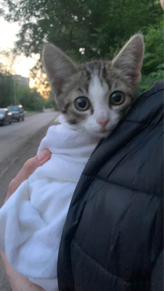 Котенок девочка ищет дом