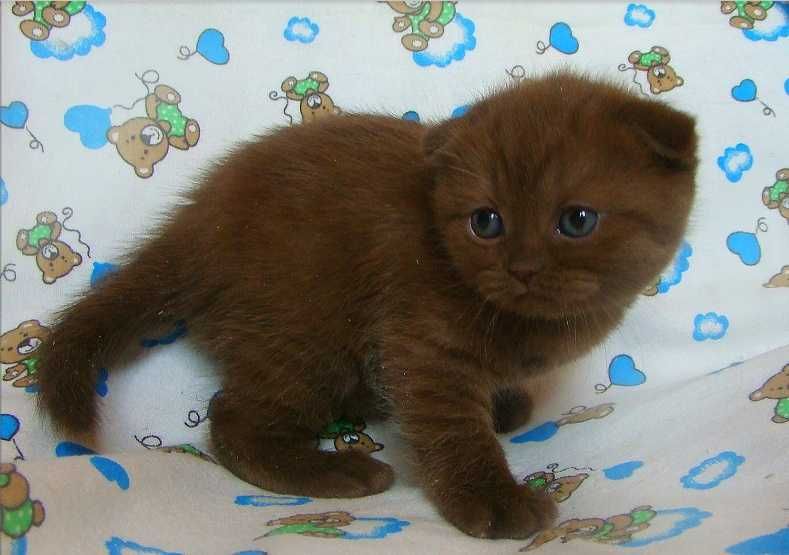 Продам породистых Шотландских котят