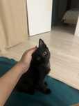 Отдам котенка срочно!