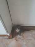 Отдам котенка в хорошие руки