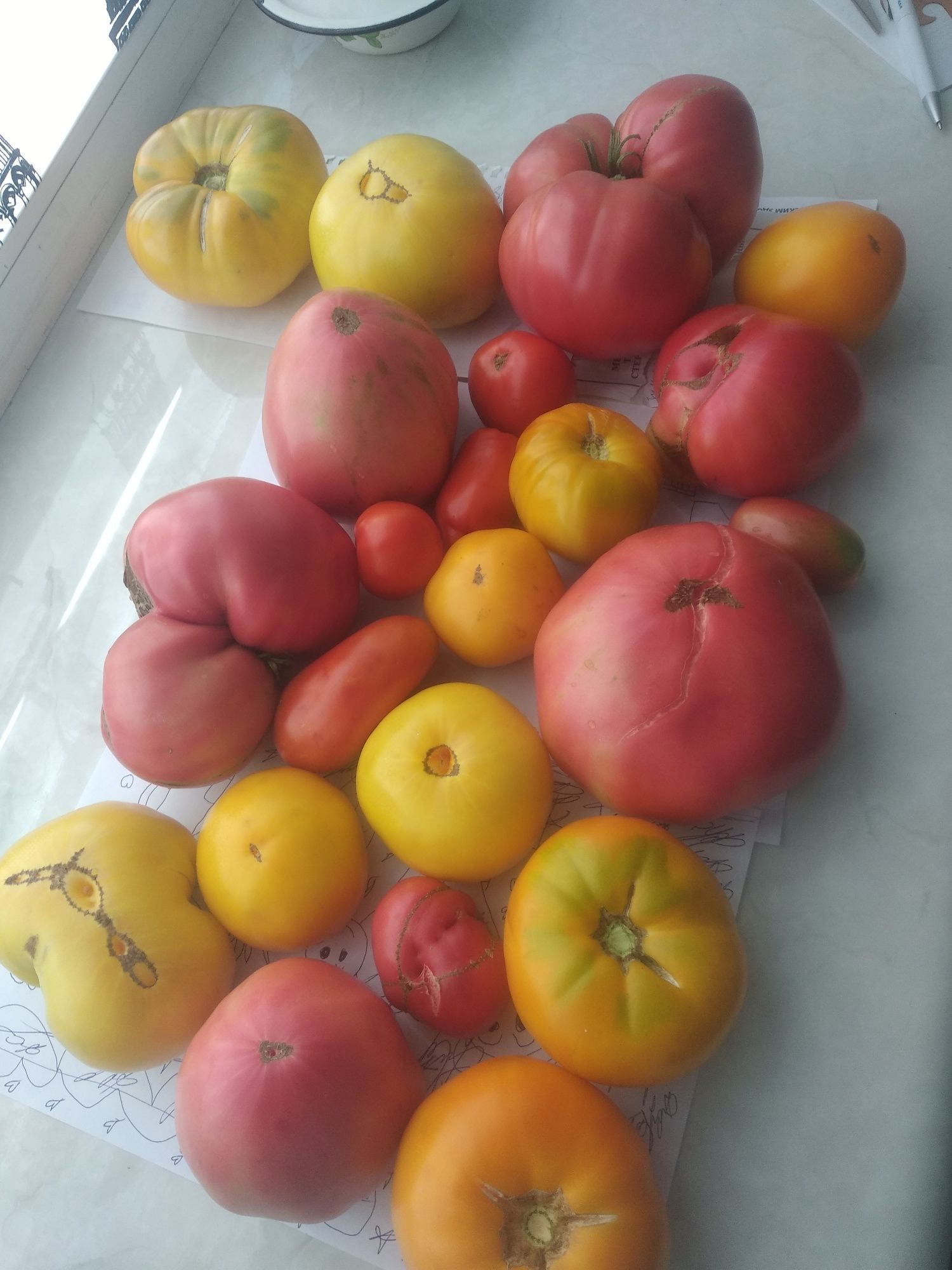 Продам помидоры домашние