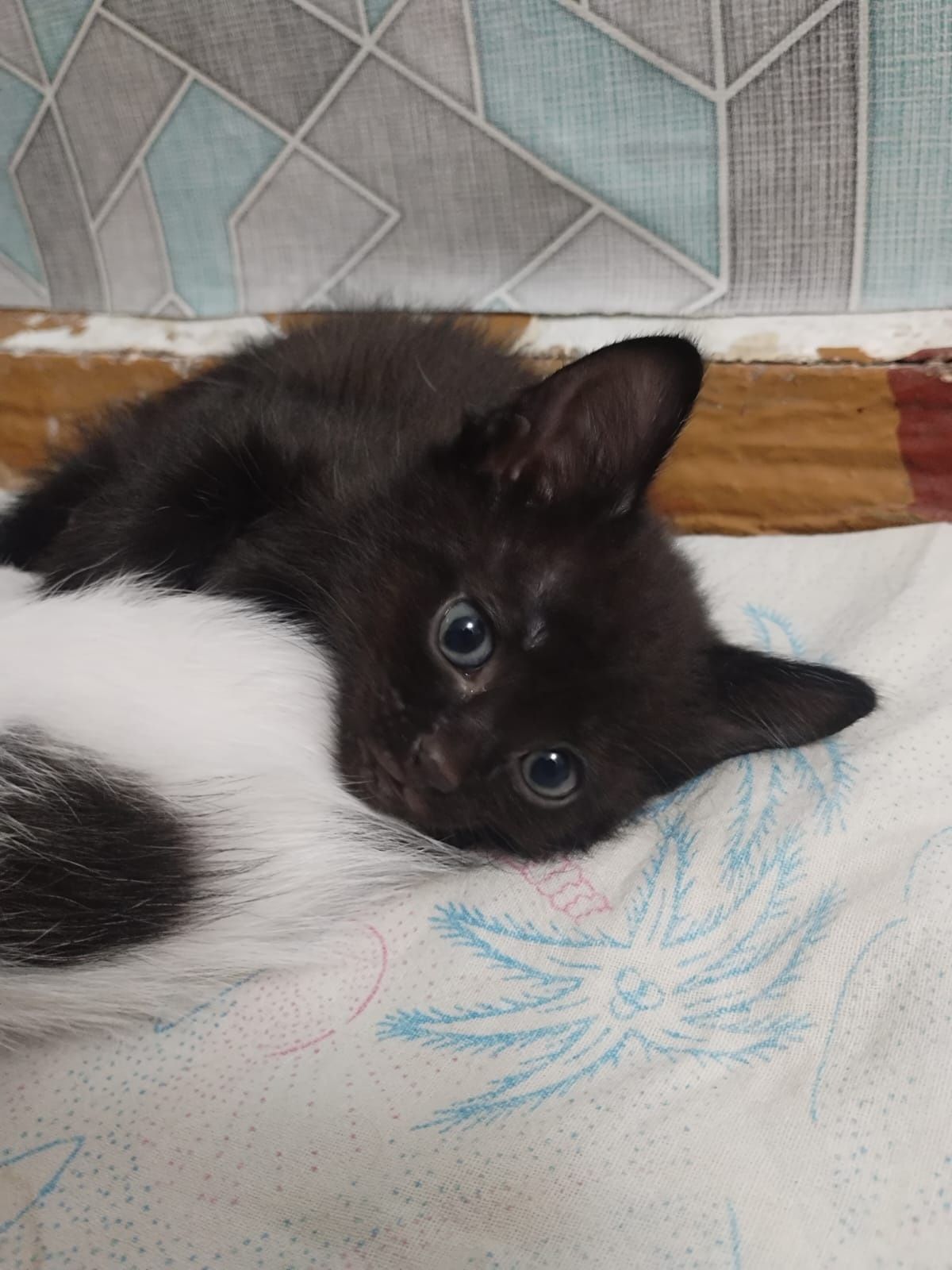 Котята отдам бесплатно