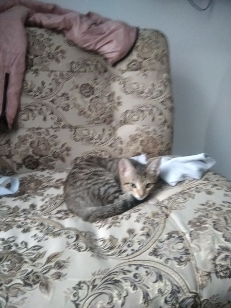 Кошки отдам в хорошие руки