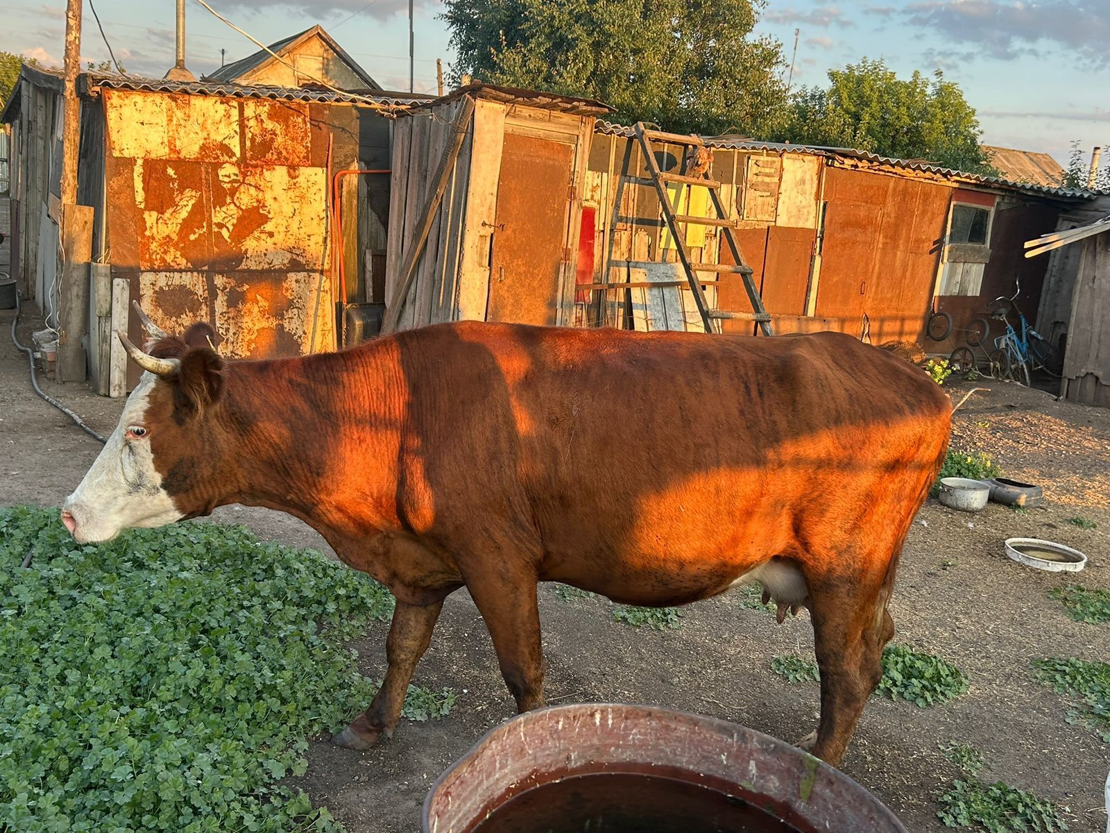Продам Молодую Корову