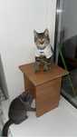 Отдам кота американский короткошерстный