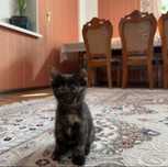 Котенок ищет дом