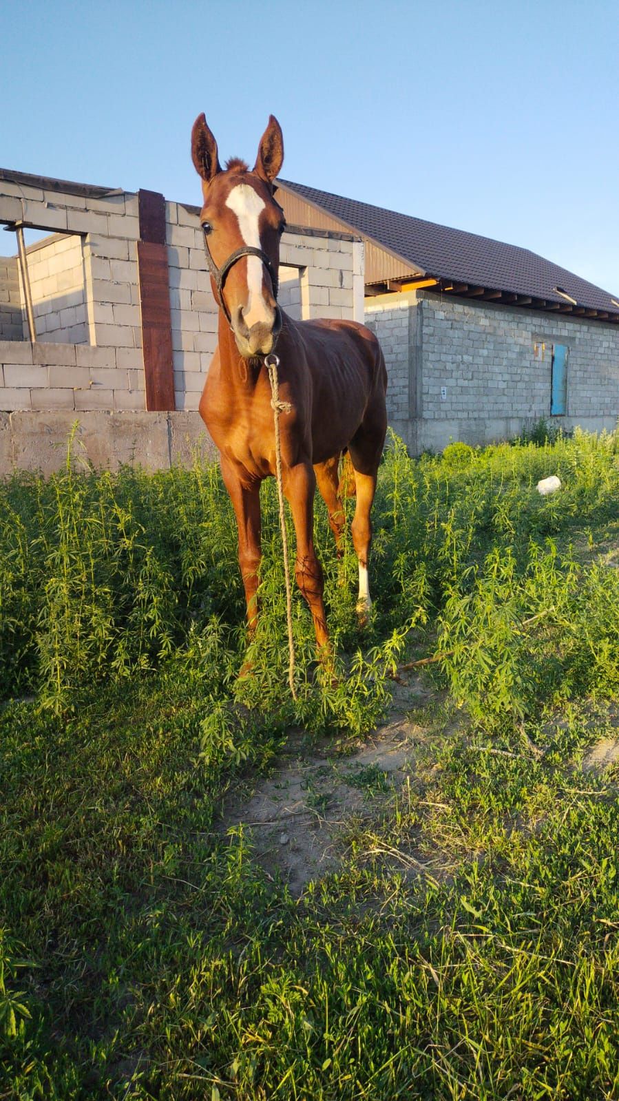 Продам жеребца очень красивого