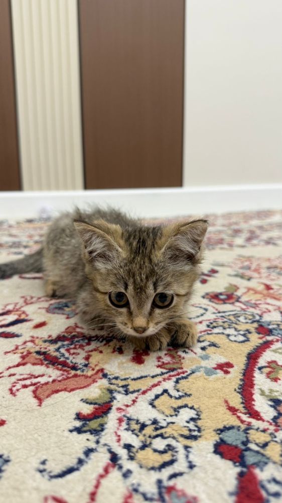 Отдам котенка в хорошие руки