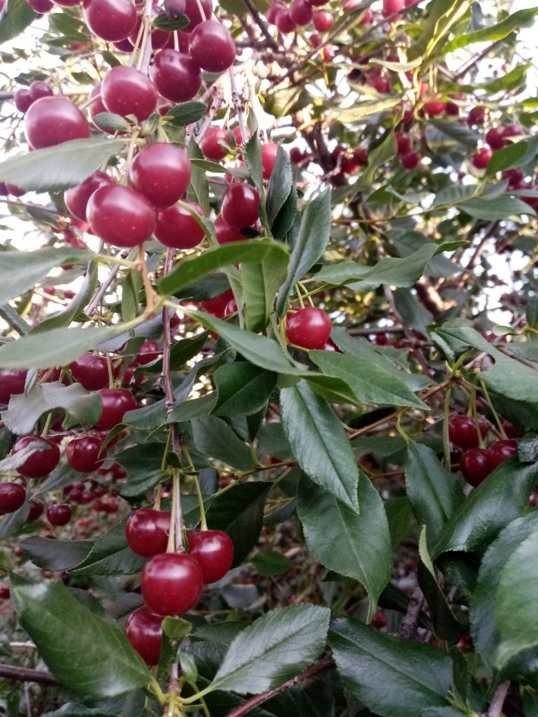 Продам дачную вишню