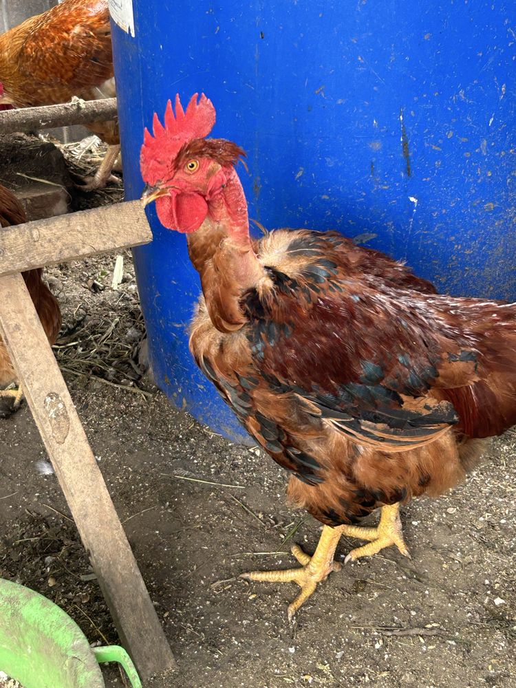 Продам куриное инкубационное яйцо. Оплод хороший, проверено!,