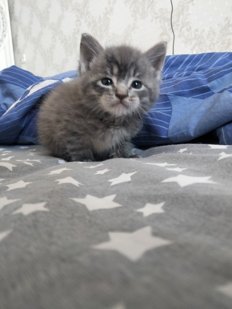 Котёнок маленький
