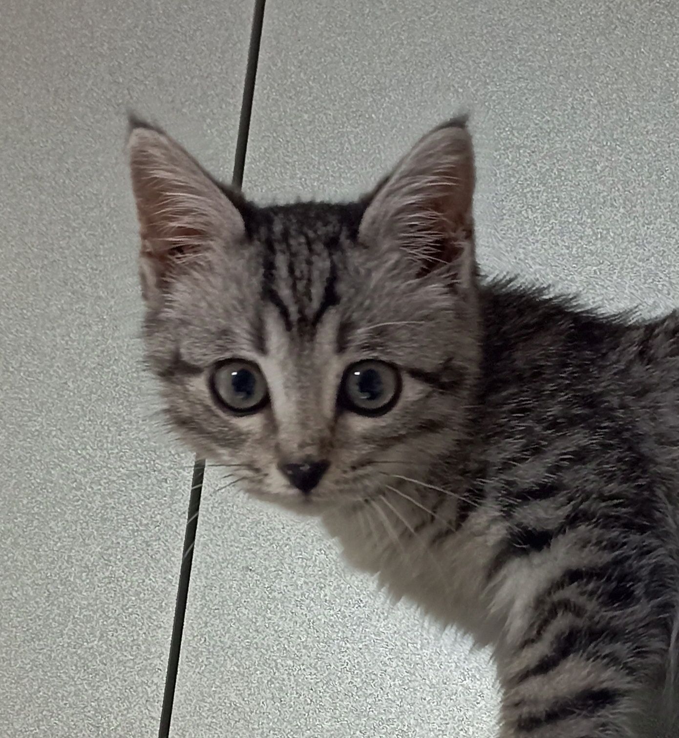 Котятки -котятушки!