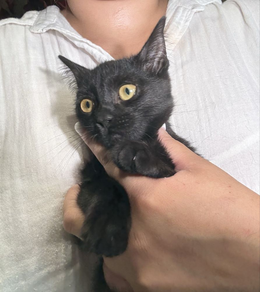Котенок 3 месяца
