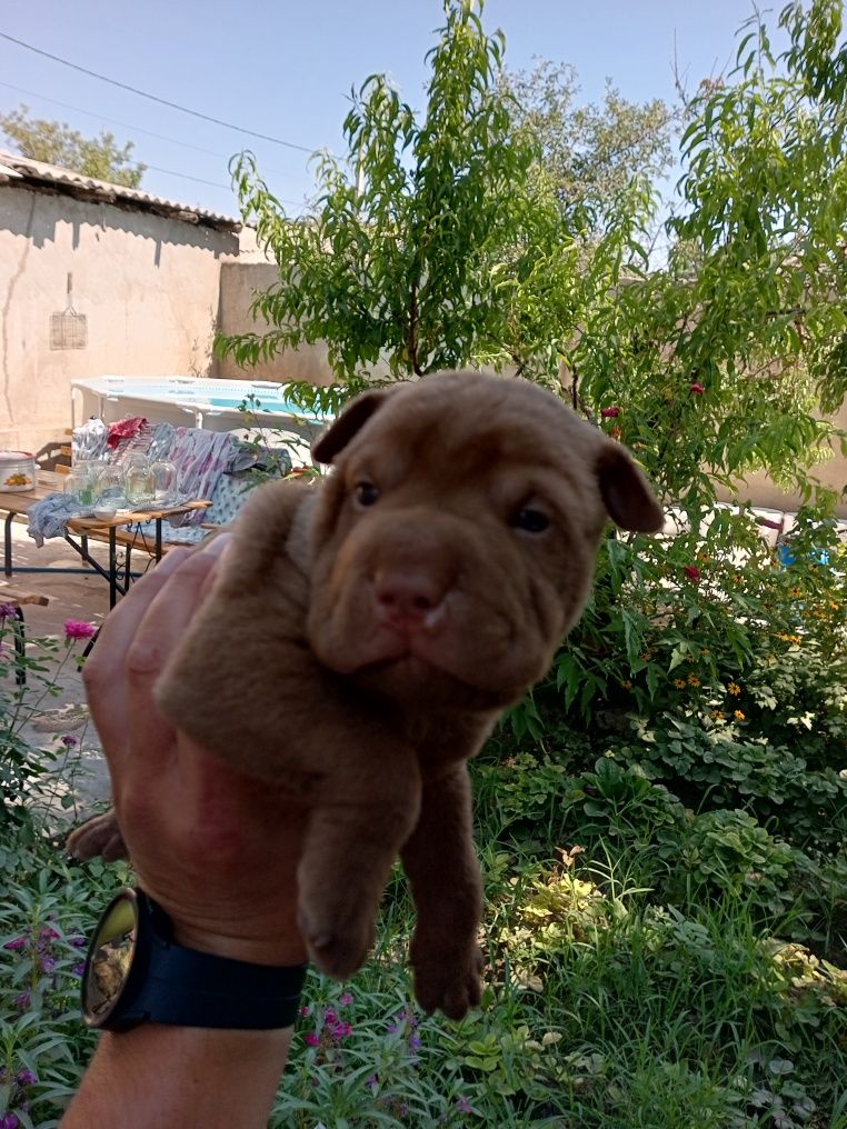 Щенки шарей продам