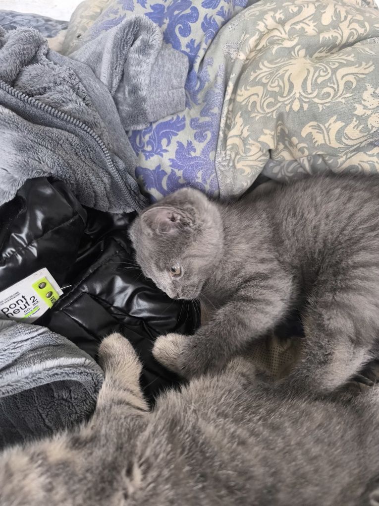 Отдам котенка 3 мес очень игривая девочка