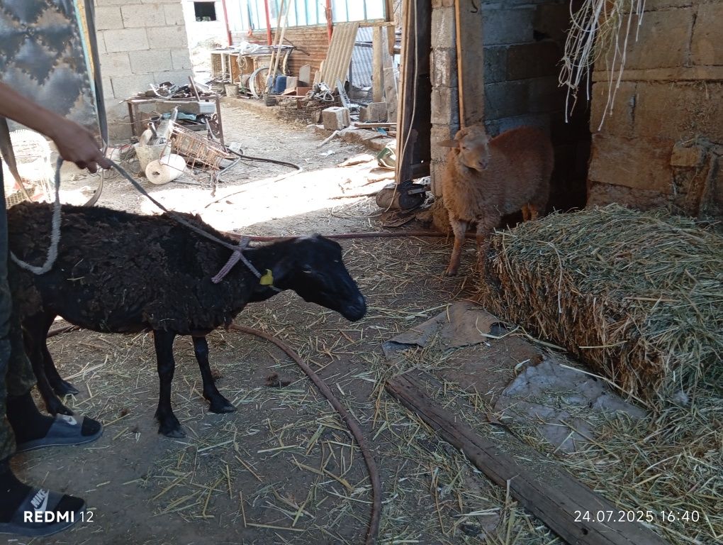 Продам барана с ягненком